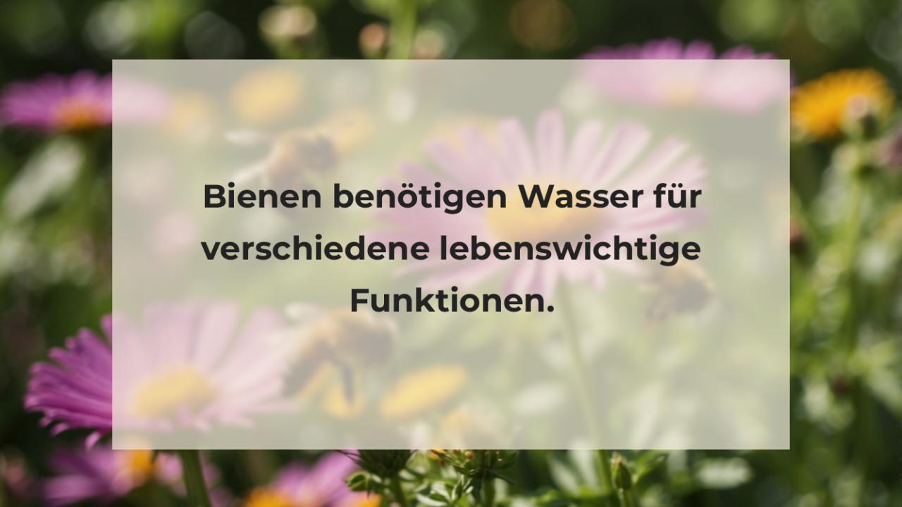 Bienen benötigen Wasser für verschiedene lebenswichtige Funktionen.