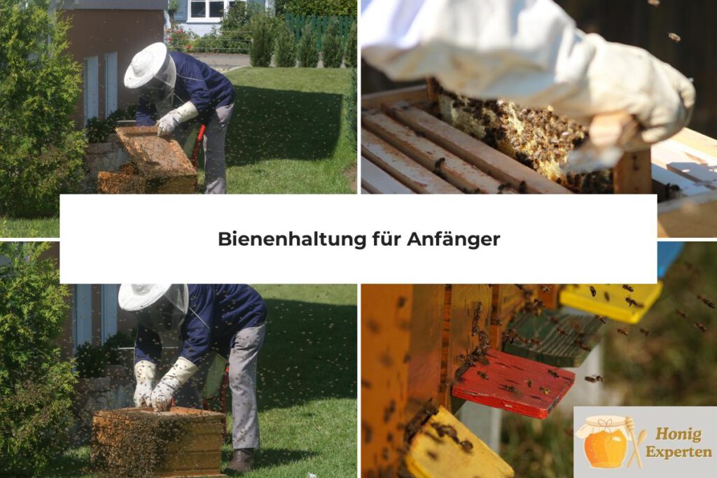 Bienenhaltung Anfänger