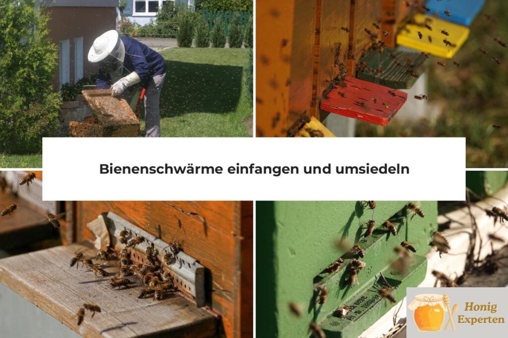 Bienenschwärme einfangen