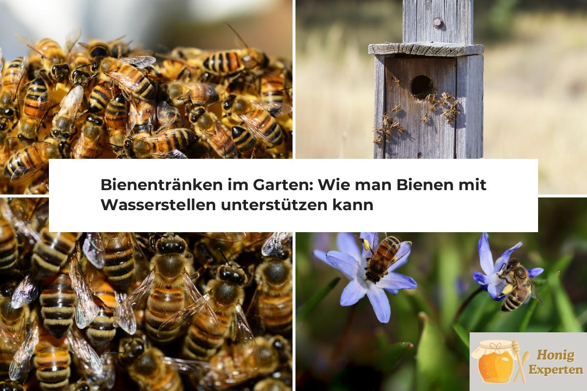 Bienentränken im Garten Wie man Bienen mit Wasserstellen unterstützen