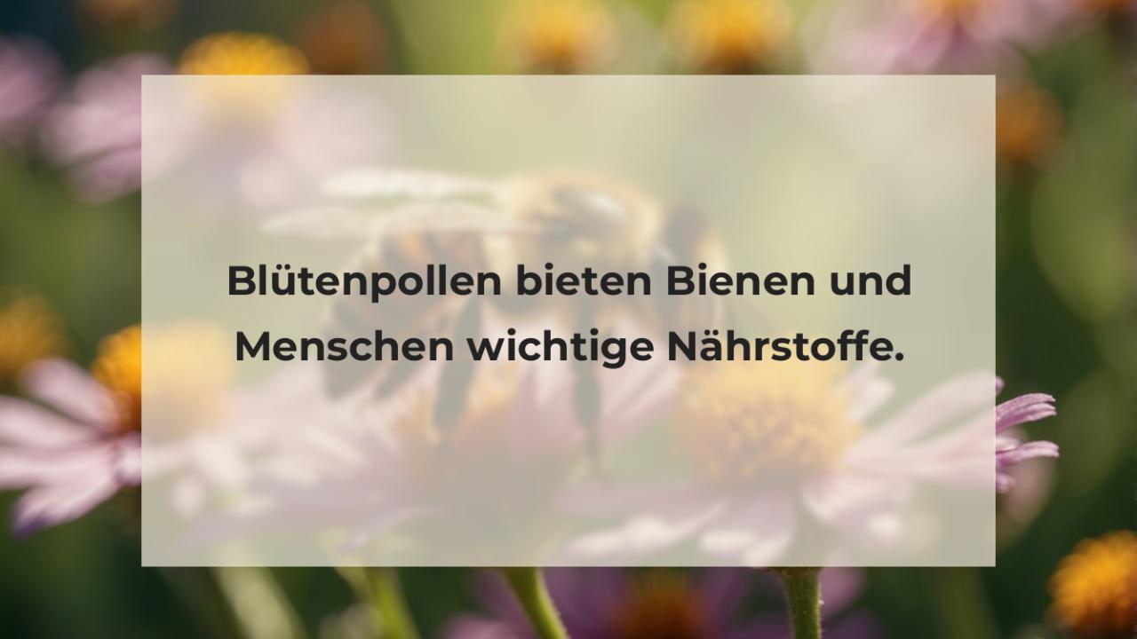 Blütenpollen bieten Bienen und Menschen wichtige Nährstoffe.