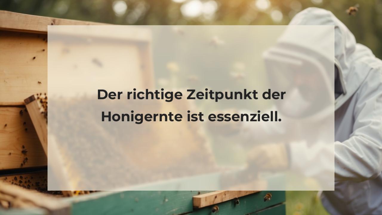 Der richtige Zeitpunkt der Honigernte ist essenziell.