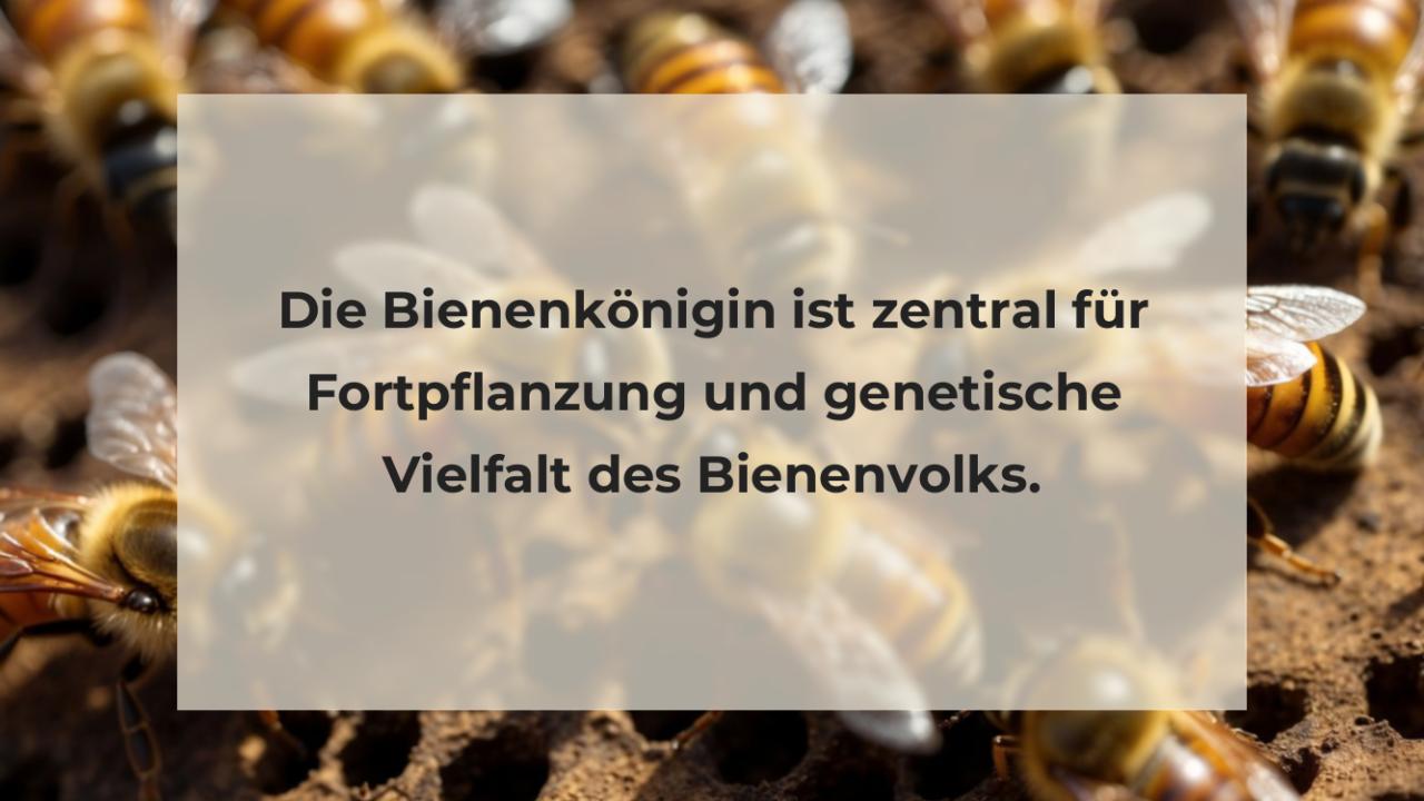 Die Bienenkönigin ist zentral für Fortpflanzung und genetische Vielfalt des Bienenvolks.