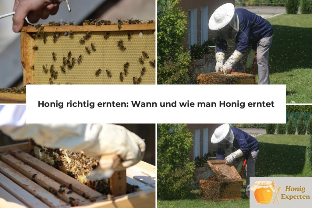 Honig richtig ernten