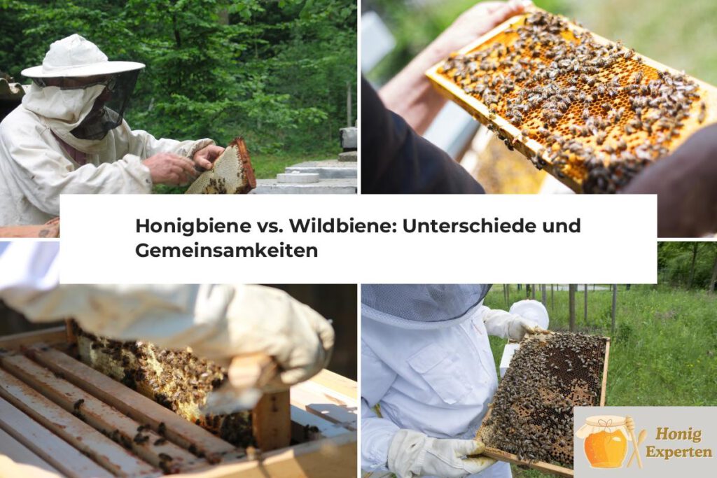 Honigbiene vs. Wildbiene