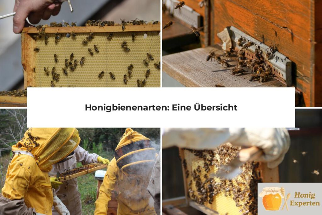 Honigbienenarten