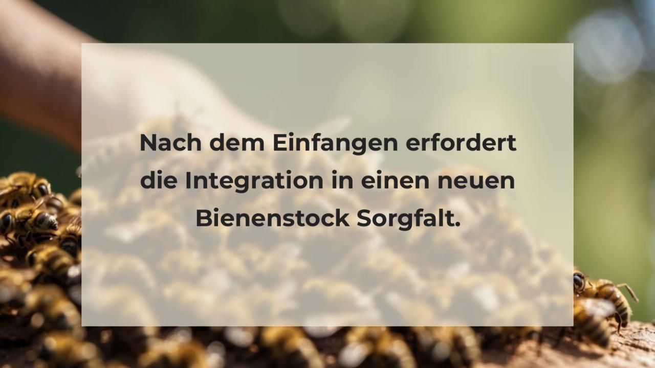 Nach dem Einfangen erfordert die Integration in einen neuen Bienenstock Sorgfalt.