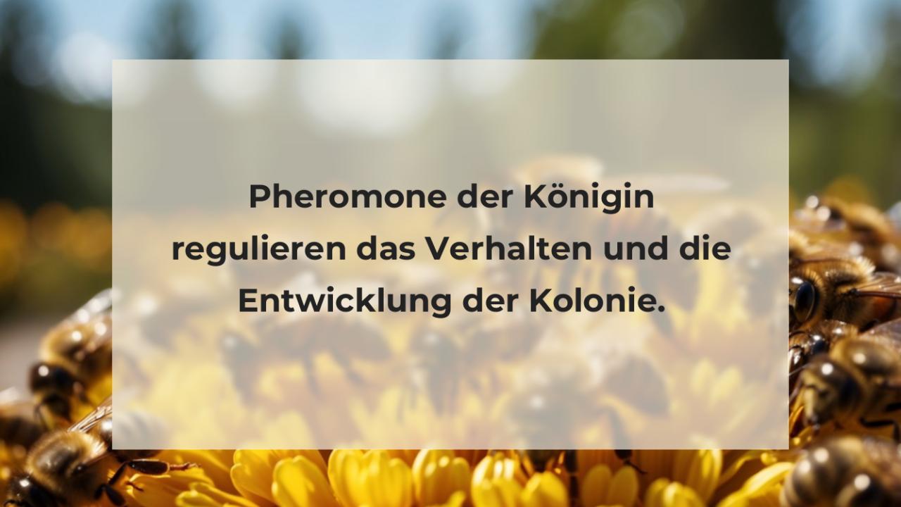 Pheromone der Königin regulieren das Verhalten und die Entwicklung der Kolonie.