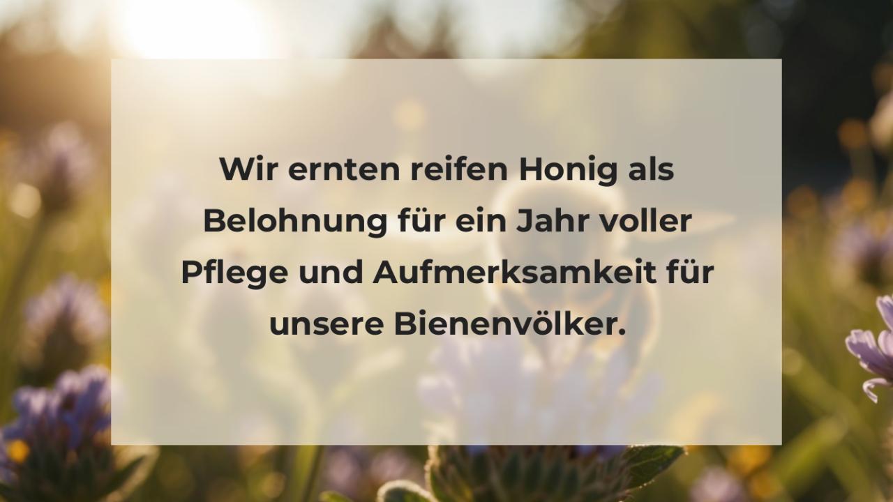 Wir ernten reifen Honig als Belohnung für ein Jahr voller Pflege und Aufmerksamkeit für unsere Bienenvölker.